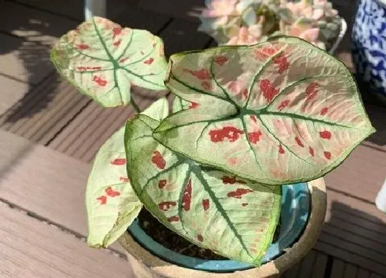 植物百科|花叶芋会开花吗 开花的颜色与样子