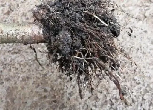 植物扦插|樱桃树插枝能活吗