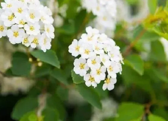 植物百科|绣线菊是多年生吗