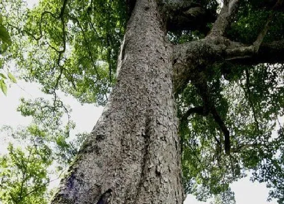 植物种类|蚬木和铁木是一种树吗