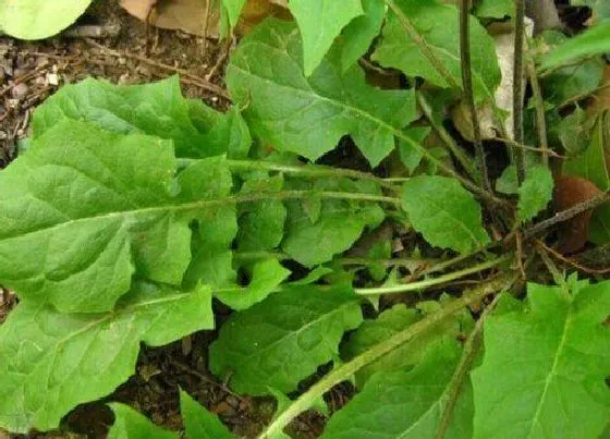 种植管理|荠菜的生长周期是多长时间