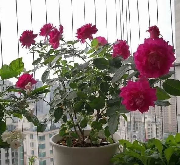 植物浇水|月季水大闷根的表现（月季花水多烂根闷根处理方法）