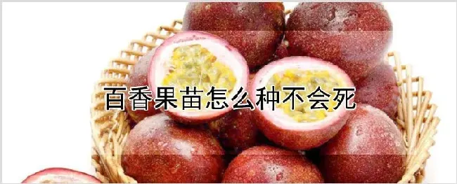 百香果苗怎么种不会死 | 耕种资料