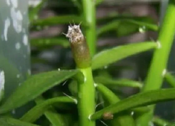 种植管理|青叶麒麟生长速度快不快 一年长多少