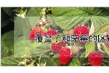 覆盆子和茅莓的区别