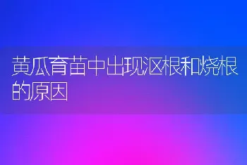 黄瓜育苗中出现沤根和烧根的原因