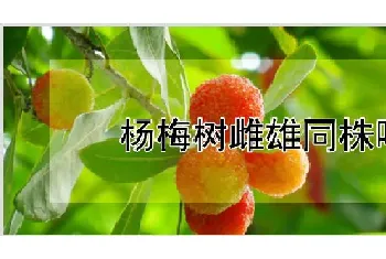 杨梅树雌雄同株吗