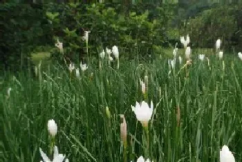 翠芦莉花期是什么时候?