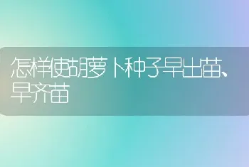 怎样使胡萝卜种子早出苗、早齐苗