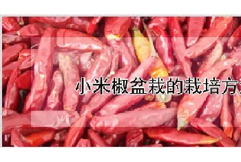 小米椒盆栽的栽培方法