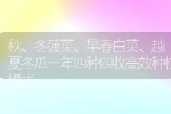 秋、冬菠菜、早春白菜、越夏冬瓜一年四种四收高效种植模式