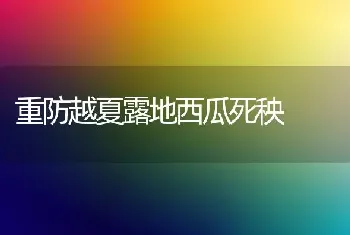 重防越夏露地西瓜死秧