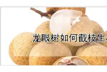 龙眼树如何截枝生根