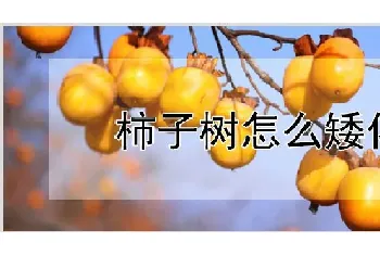 柿子树怎么矮化