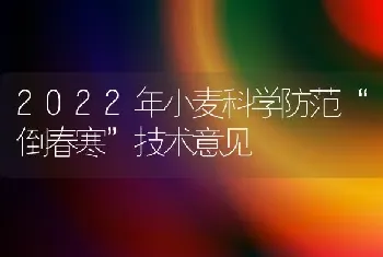 2022年小麦科学防范“倒春寒”技术意见