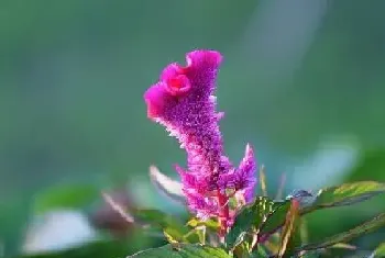 鸡冠花几月份开花,形态特征与植物学史