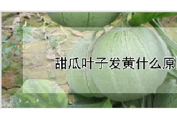 甜瓜叶子发黄什么原因