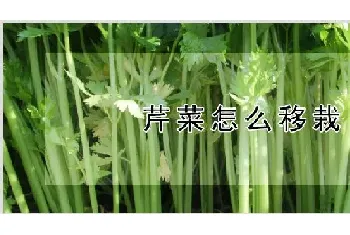 芹菜怎么移栽