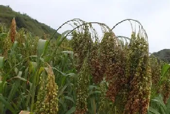 蜀子是什么植物类别?