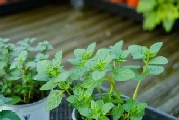 薄荷的花语是什么?薄荷的寓意与花语