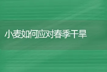 小麦如何应对春季干旱