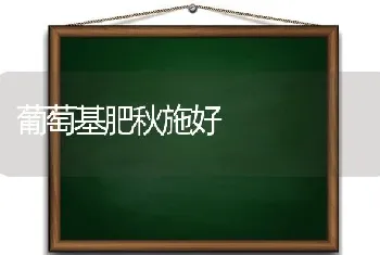 葡萄基肥秋施好