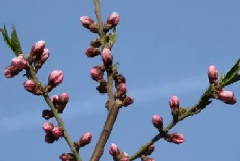 桃花什么时候长花苞?