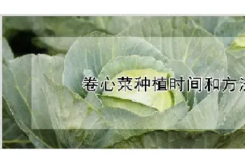 卷心菜种植时间和方法