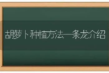 胡萝卜种植方法一条龙介绍