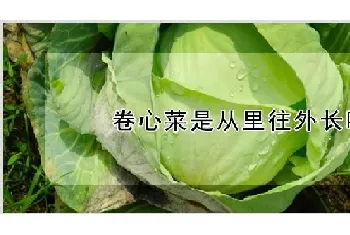 卷心菜是从里往外长吗