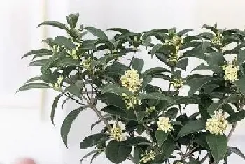 桂花树耐冻吗?