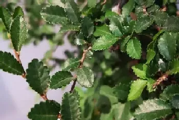 榆树盆景开花吗,开花什么样子?