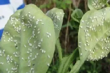 花草长虫子怎么办?花草长虫子原因与处理方法