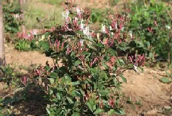 金银花耐涝吗?