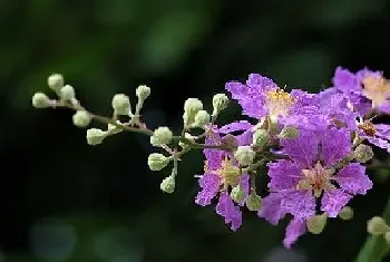 紫薇花几月份开花?紫薇花的功效与作用