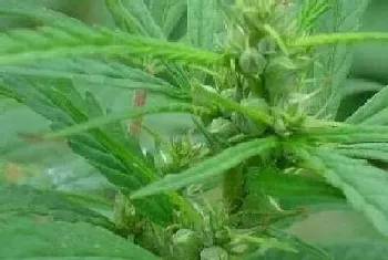 火麻是什么植物?