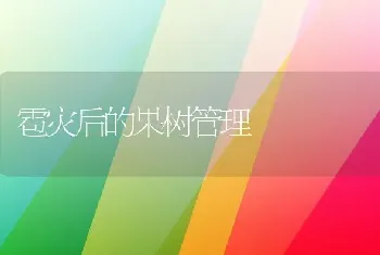 雹灾后的果树管理