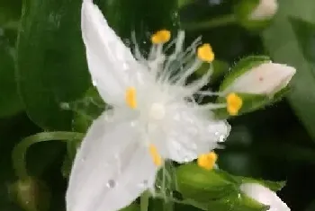 白花紫露草怎么修剪方法?白花紫露草修剪注意事项