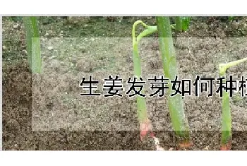 生姜发芽如何种植