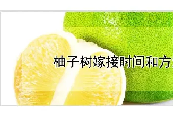 柚子树嫁接时间和方法