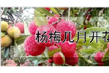 杨梅几月开花