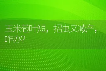 玉米苞叶短,招虫又减产,咋办?