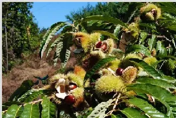 板栗冬季种植管理技巧