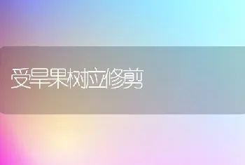 受旱果树应修剪