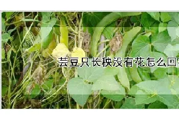 芸豆只长秧没有花怎么回事