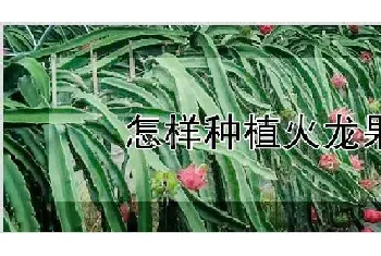 怎样种植火龙果