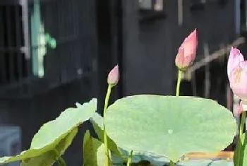 水培碗莲开花吗,花朵长的什么样子?