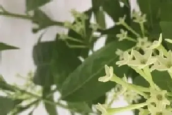 夜来香是什么植物?