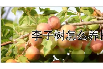 李子树怎么养护