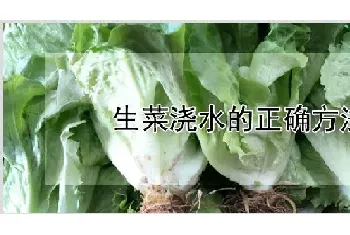 生菜浇水的正确方法